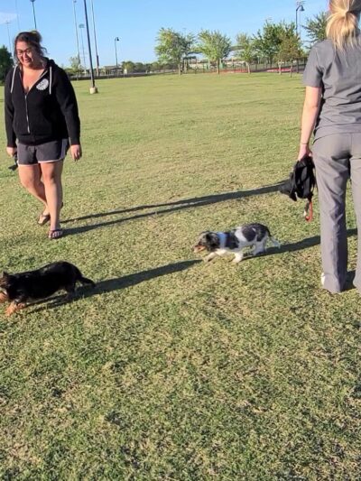 Dog Park - Lewisville, TX
