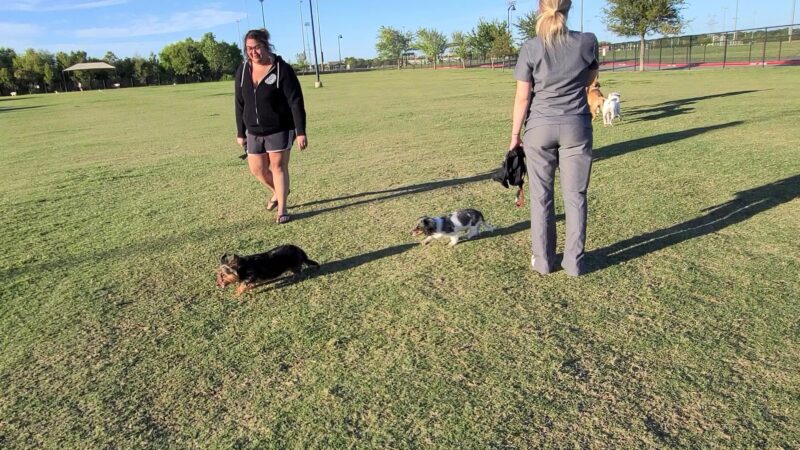 Dog Park - Lewisville, TX