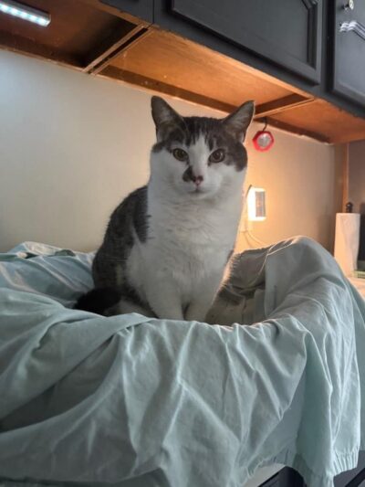 Critter Sitters of Lexington, Inc. - Lexington, KY