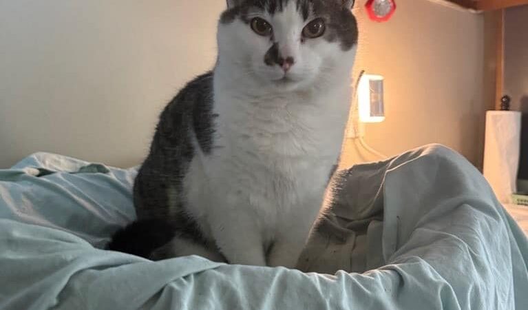 Critter Sitters of Lexington, Inc. - Lexington, KY