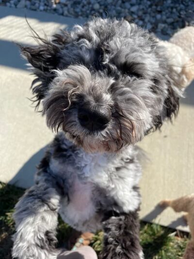 Critter Sitters of Lexington, Inc. - Lexington, KY