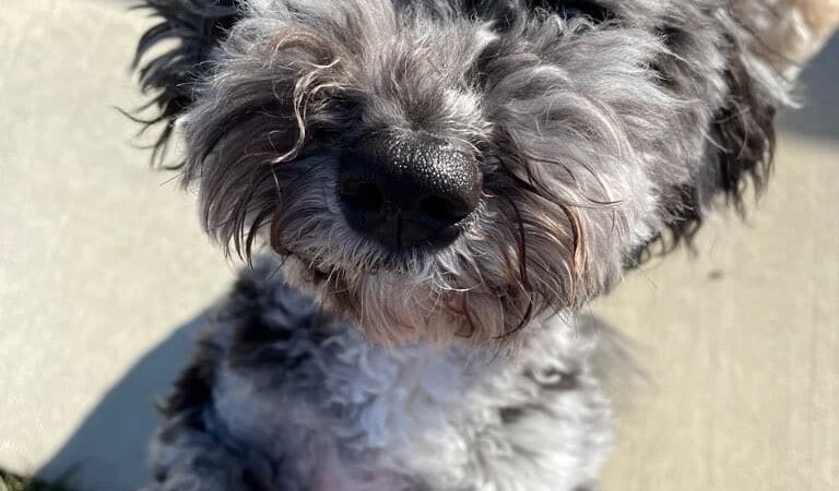 Critter Sitters of Lexington, Inc. - Lexington, KY