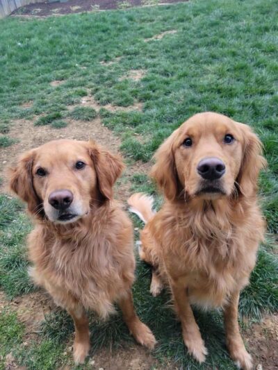 Critter Sitters of Lexington, Inc. - Lexington, KY