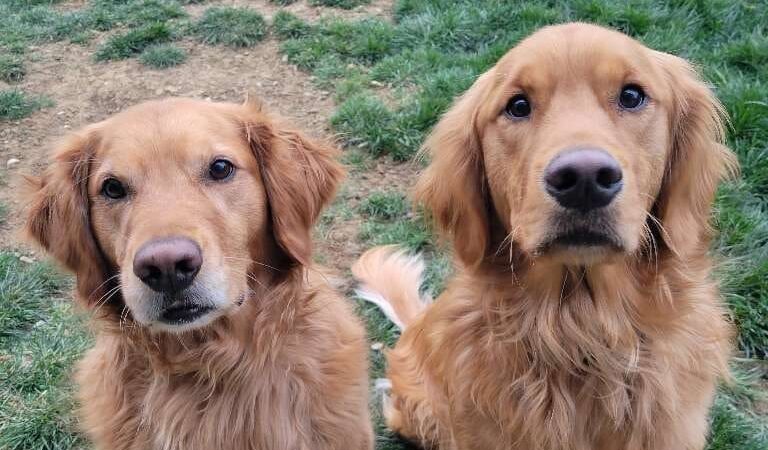 Critter Sitters of Lexington, Inc. - Lexington, KY