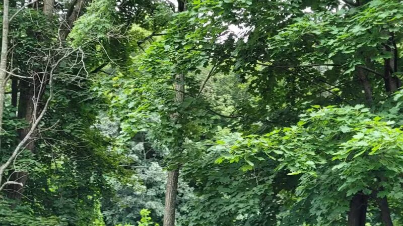 Creekside Park - Liberty, NY