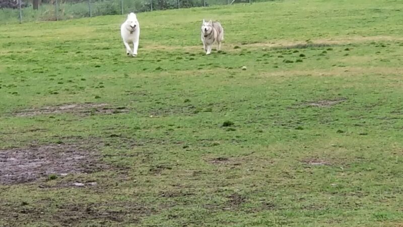 Auburn Ravine Dog Park - Lincoln, CA