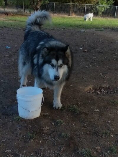 Auburn Ravine Dog Park - Lincoln, CA