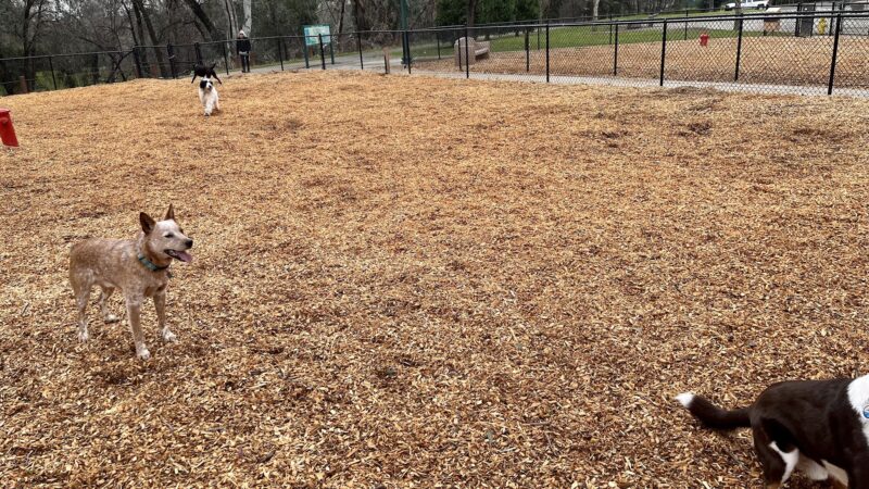 Lincoln Bark Park - Lincoln, CA