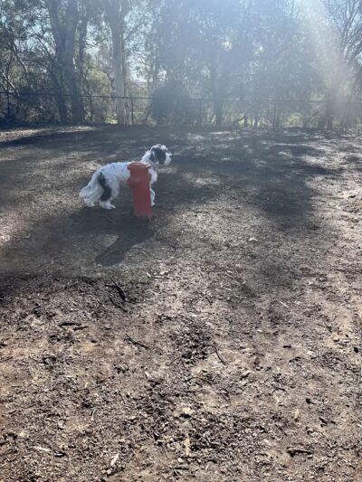 Lincoln Bark Park - Lincoln, CA