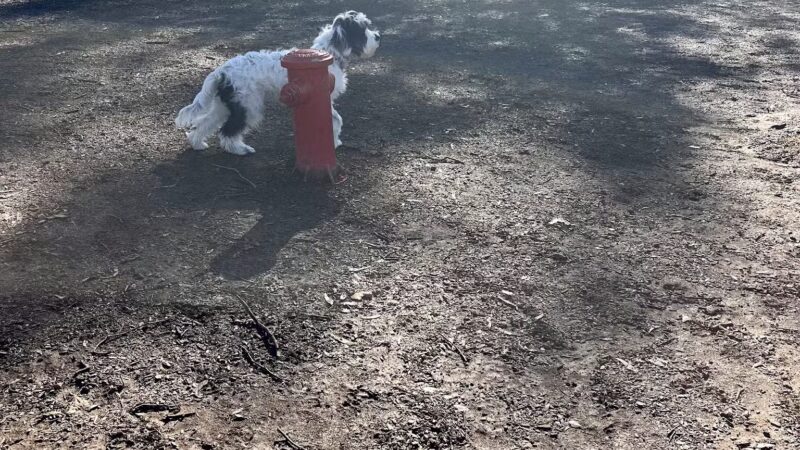 Lincoln Bark Park - Lincoln, CA
