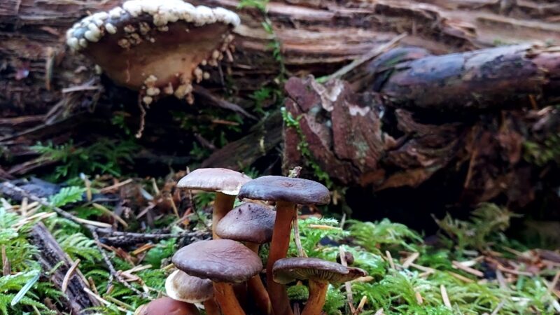 Agnes Creek Trailhead - Lincoln City, OR