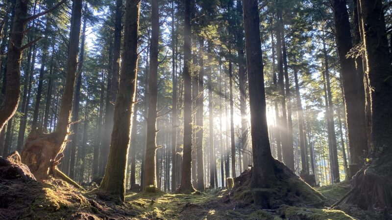 Agnes Creek Trailhead - Lincoln City, OR