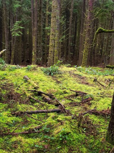 Agnes Creek Trailhead - Lincoln City, OR
