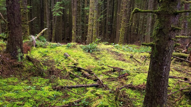 Agnes Creek Trailhead - Lincoln City, OR