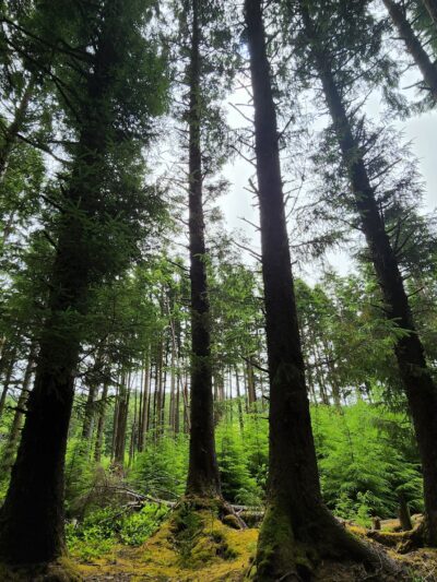 Agnes Creek Trailhead - Lincoln City, OR