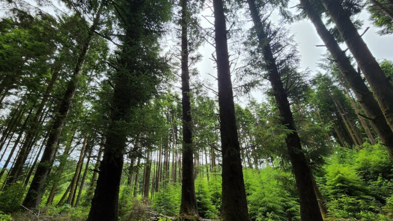 Agnes Creek Trailhead - Lincoln City, OR