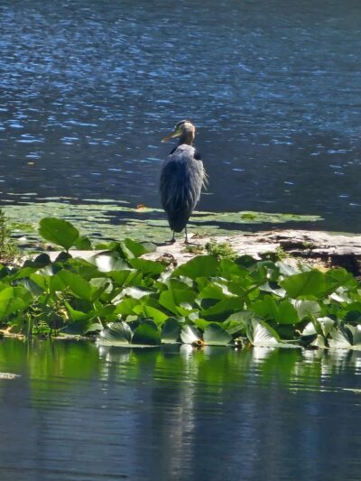 Devil's Lake Boardwalk Trail - Lincoln City, OR