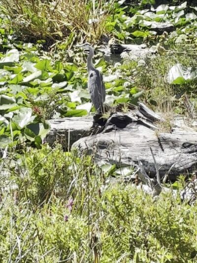 Devil's Lake Boardwalk Trail - Lincoln City, OR