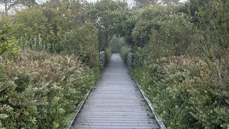 Devil's Lake Boardwalk Trail - Lincoln City, OR