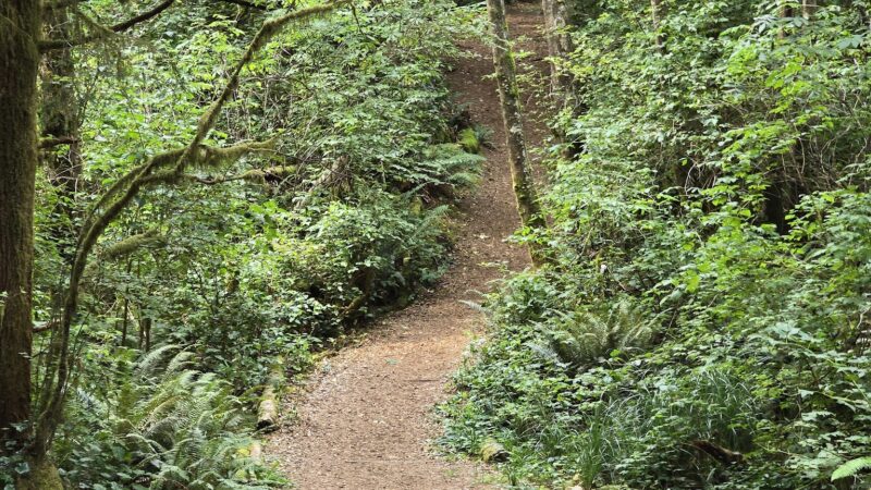 Friends of the Wildwood Open Space - Lincoln City, OR