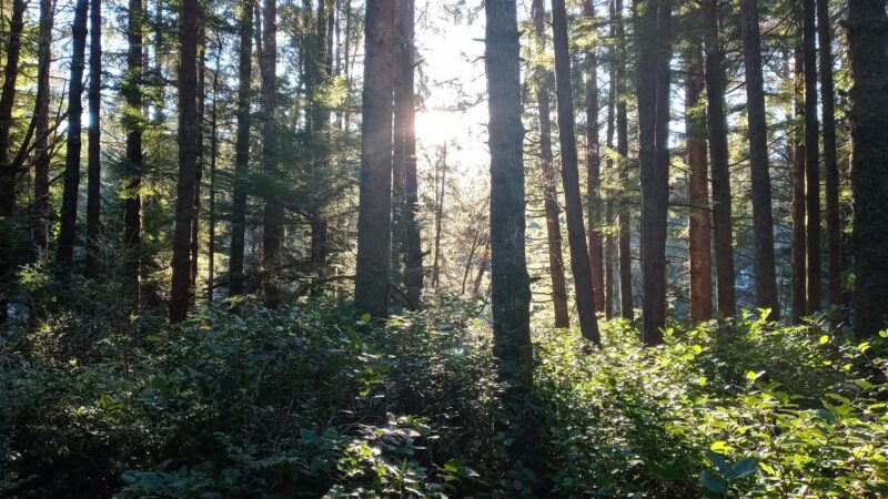 Friends of the Wildwood Open Space - Lincoln City, OR