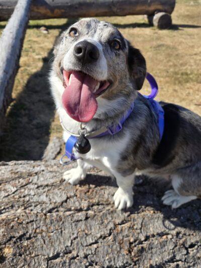 Lincoln City Dog Park - Lincoln City, OR