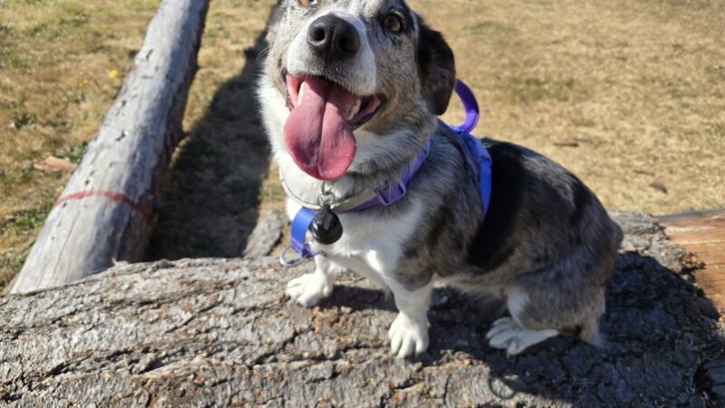 Lincoln City Dog Park - Lincoln City, OR