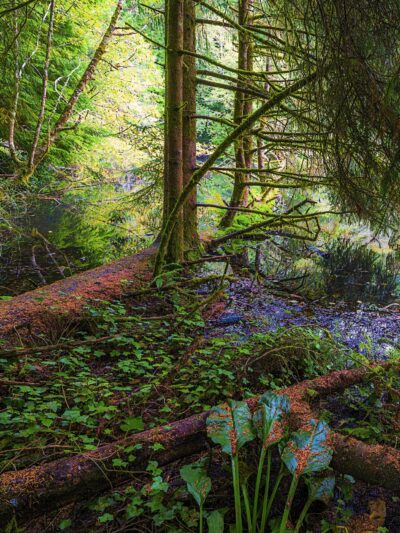 Spring Lake Open Space - Lincoln City, OR