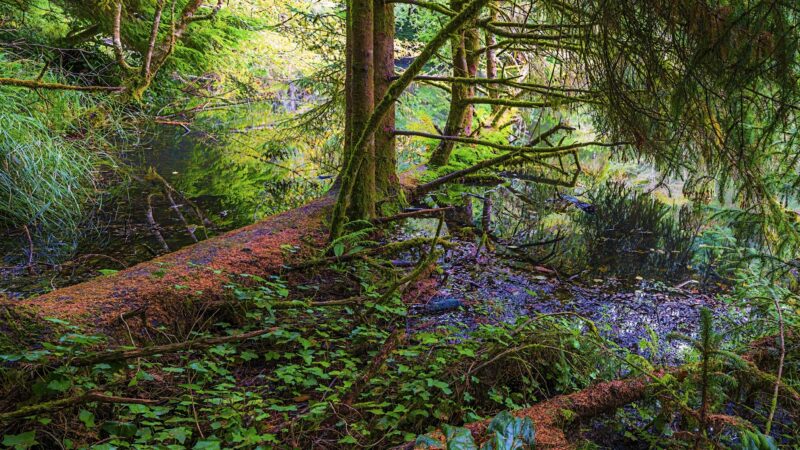 Spring Lake Open Space - Lincoln City, OR