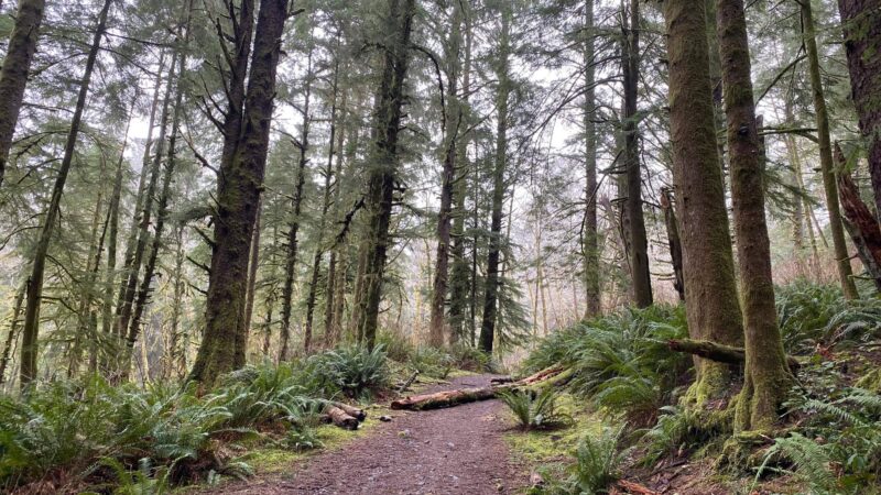The Knoll - Lincoln City, OR