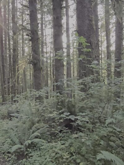The Knoll Open Space Trailhead - Lincoln City, OR