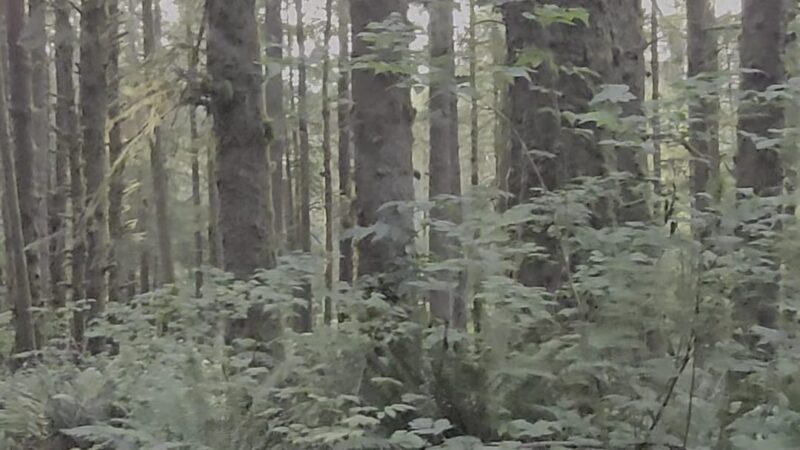 The Knoll Open Space Trailhead - Lincoln City, OR