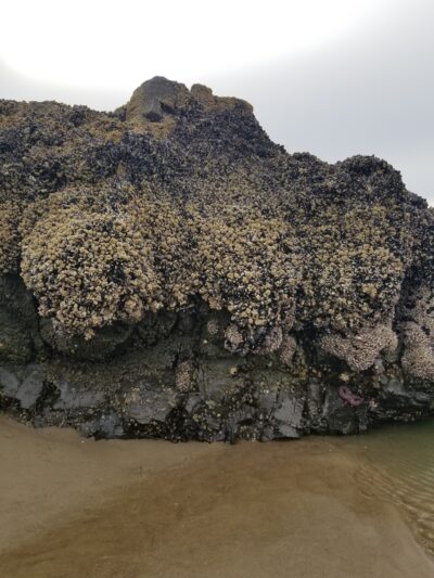 Wecoma City Park - Lincoln City, OR