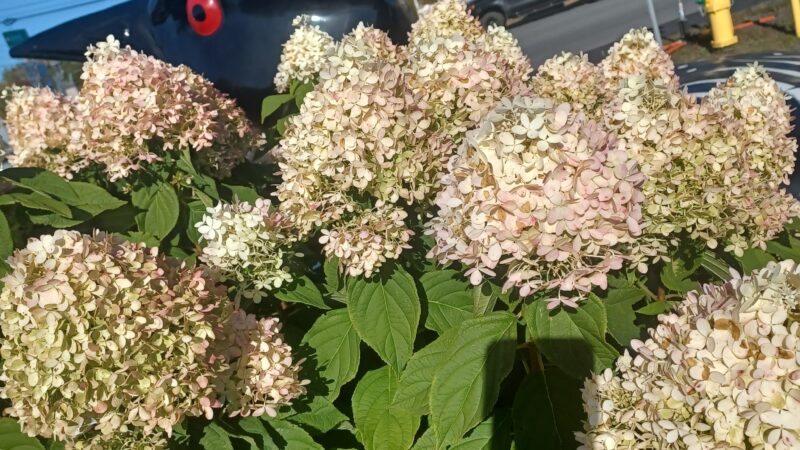 Lincoln Town Recreation Bllrd - Lincoln, ME