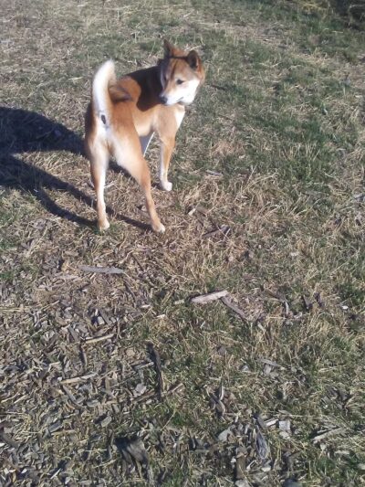 Oak Lake Dog Park - Lincoln, NE