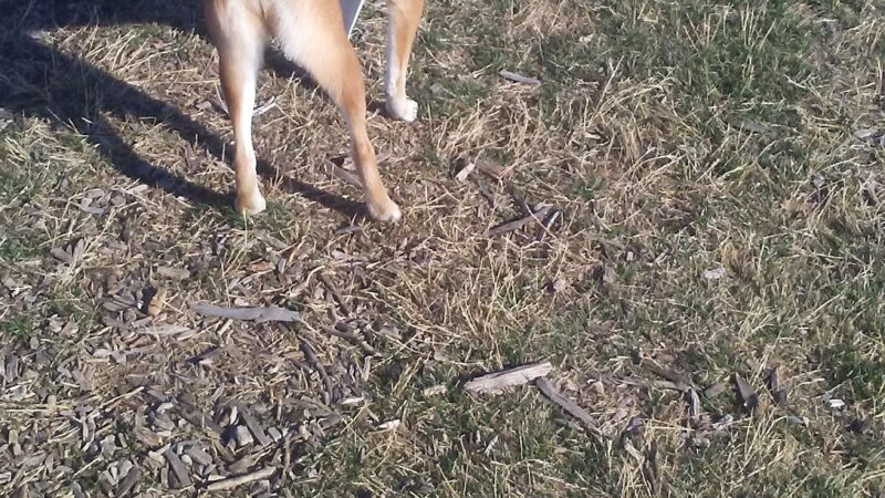 Oak Lake Dog Park - Lincoln, NE