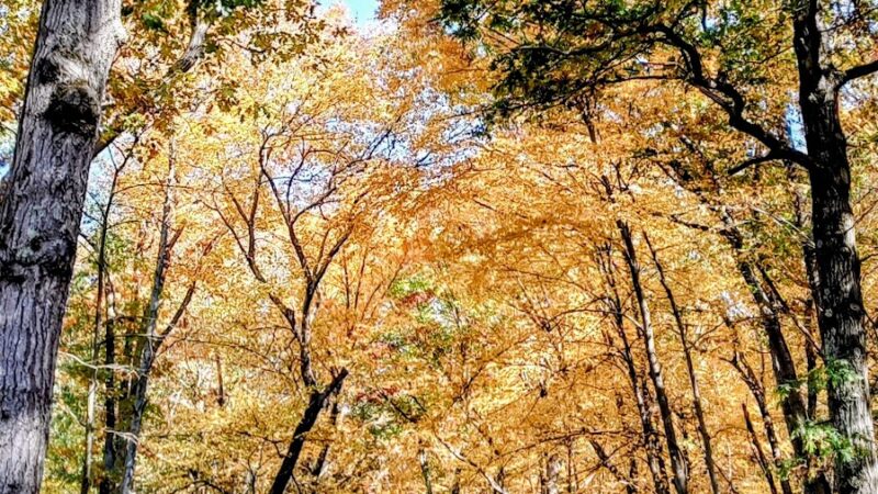 Lincoln Woods State Park - Lincoln, RI