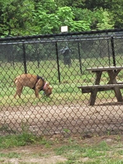 City of Lindale Dog Park - Lindale, TX