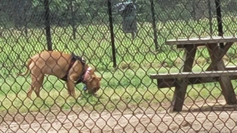 City of Lindale Dog Park - Lindale, TX