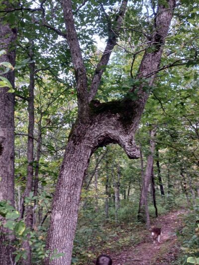 Honey Run Trail - Linn Creek, MO