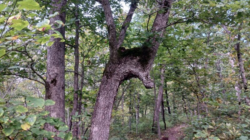 Honey Run Trail - Linn Creek, MO