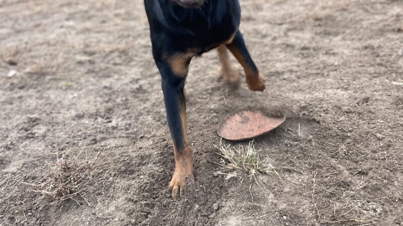 R Veterinary Dog Park in Linn Creek - Linn Creek, MO