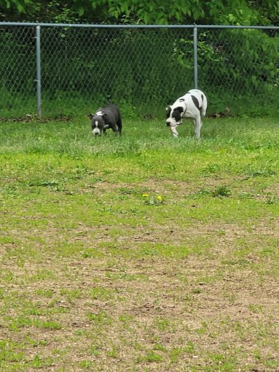 R Veterinary Dog Park in Linn Creek - Linn Creek, MO