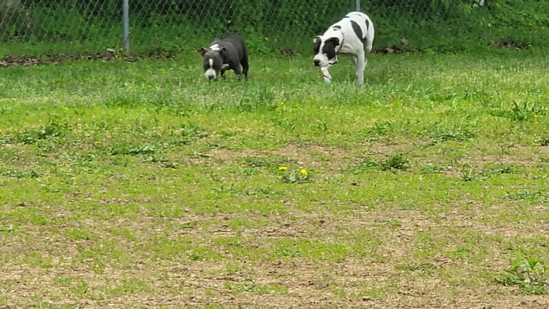 R Veterinary Dog Park in Linn Creek - Linn Creek, MO