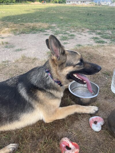 R Veterinary Dog Park in Linn Creek - Linn Creek, MO