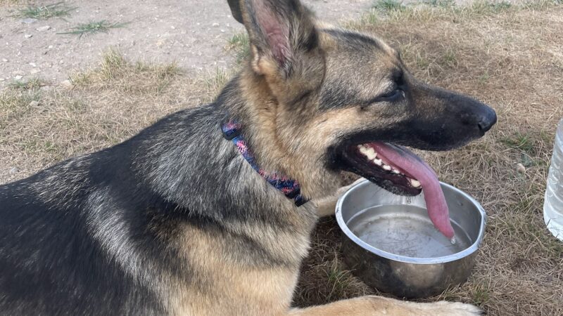 R Veterinary Dog Park in Linn Creek - Linn Creek, MO