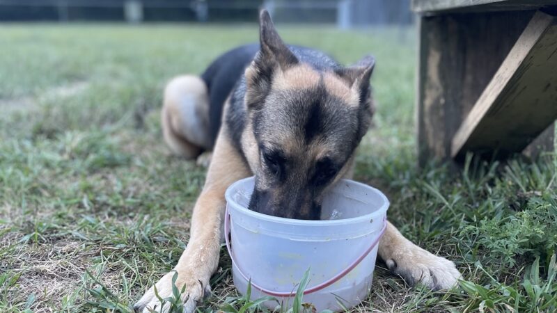 R Veterinary Dog Park in Linn Creek - Linn Creek, MO