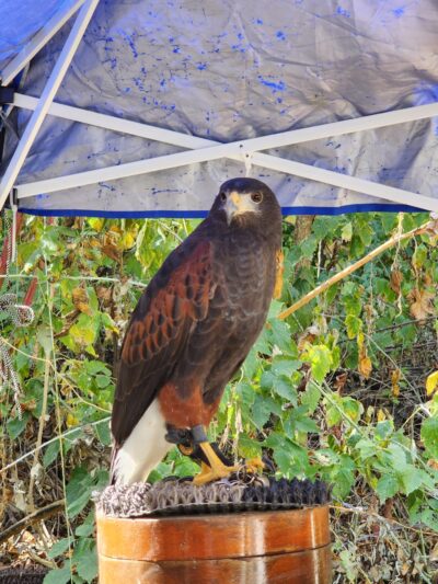 Operation Wildlife - Linwood, KS