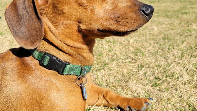 Frisco Hills Dog Park - Little Elm, TX