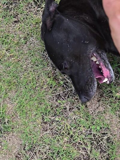 Frisco Hills Dog Park - Little Elm, TX